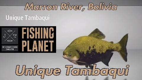 Unique Tambaqui - Marron River, Bolivia - Fishing Planet Guide