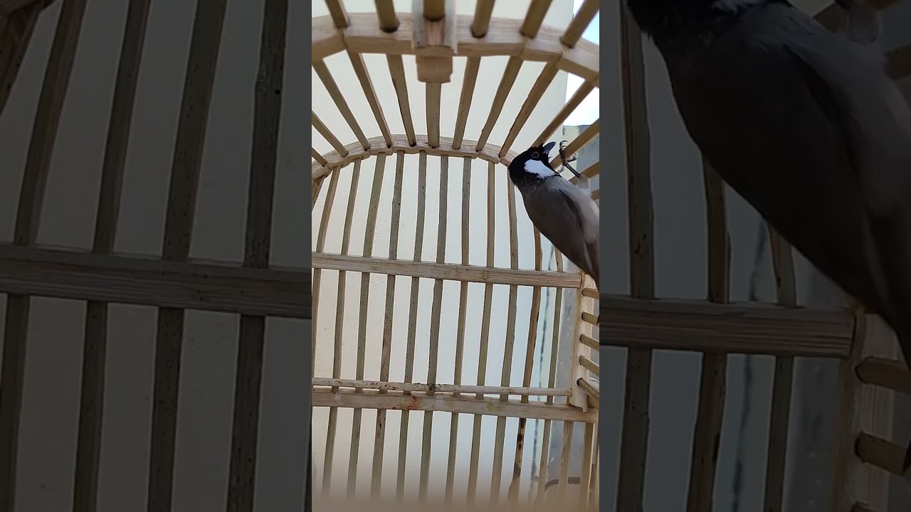 تغريد بلبل ديالى يحجي اكبر طير خام