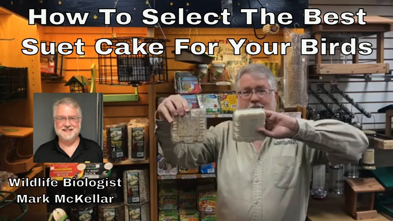 How To Select the Best Suet Cake For Your Birds YouTube