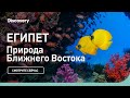 Египет | Природа Ближнего Востока | Discovery