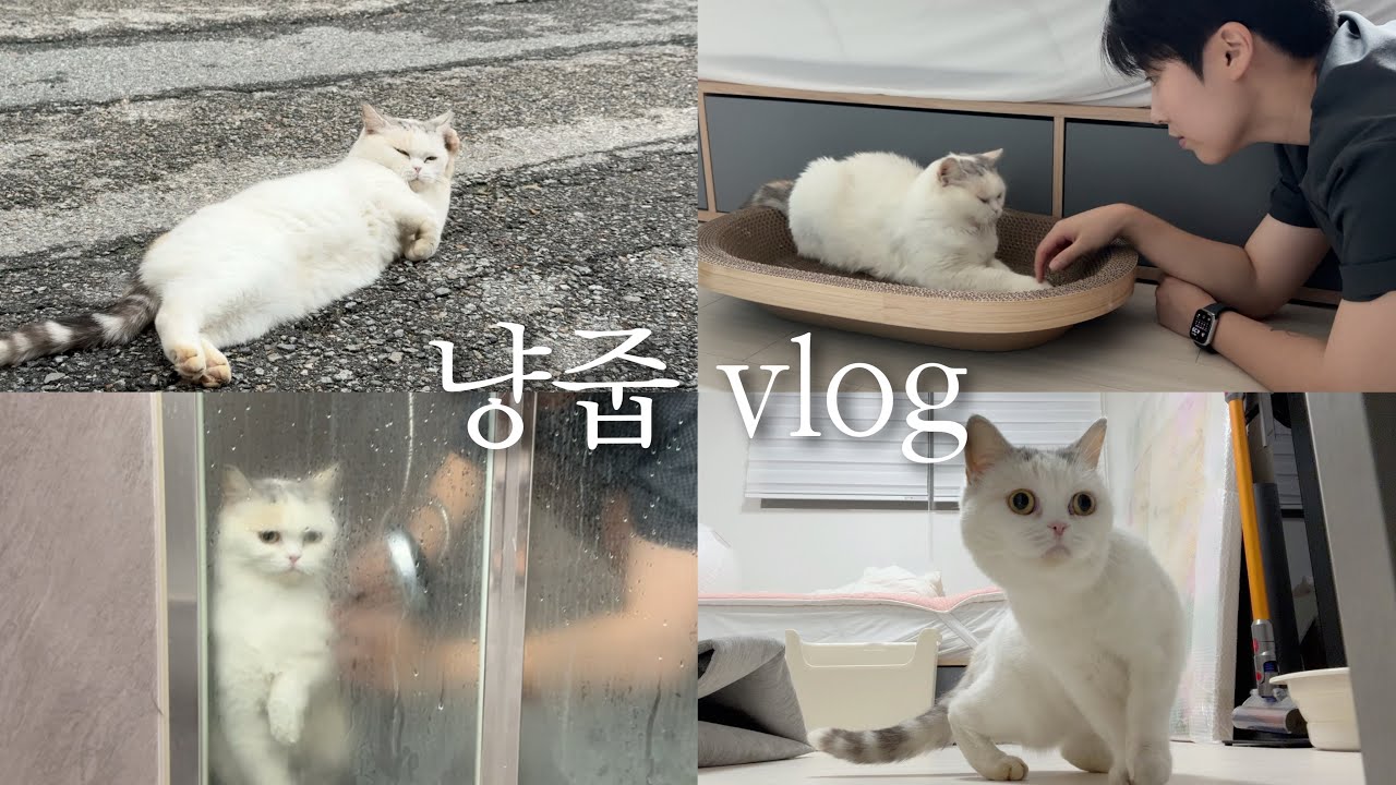 sub) 길 가다 고양이를 주웠다... 별안간 고양이 임보일기 🐈 (5일간의 기록)