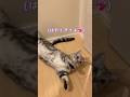 【永久保存😭】いつもパパに塩対応の猫がついにこーなって可愛い過ぎました💖　#猫動画 #アメリカンショートヘア #お出迎え #shorts