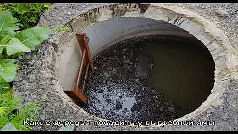 Как посадка деревьев поможет вам не откачивать выгребную яму