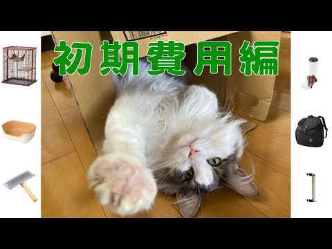 猫と暮らすために掛かる費用〜初期費用編〜【メインクーン】