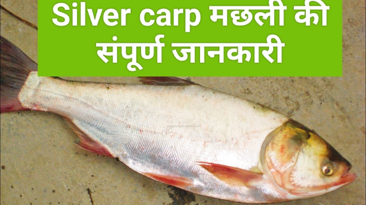 Silver carp मछली की संपूर्ण जानकारी. || Silver carp fish farming