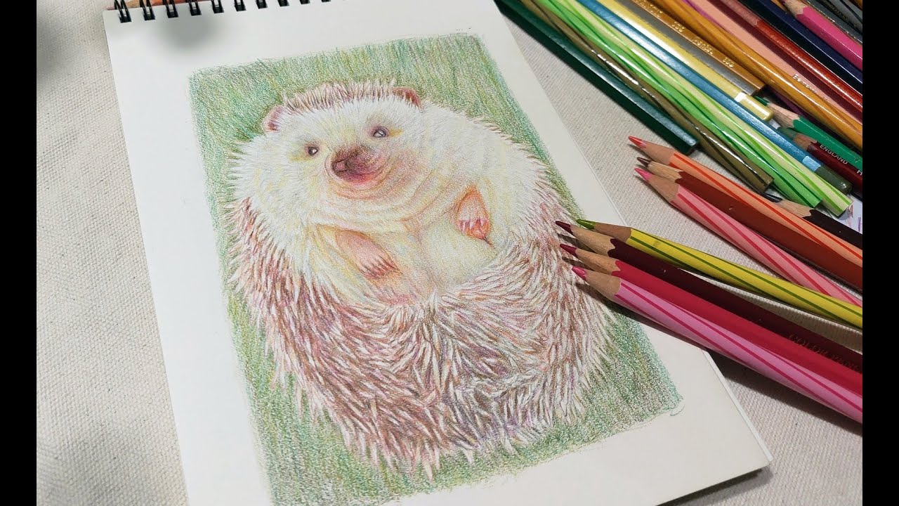 刺蝟｜色鉛筆畫｜ hedgehog｜colored pencils drawing - YouTube