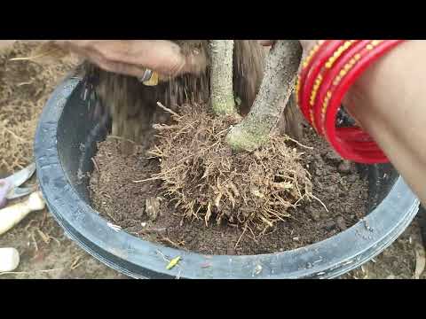 , 10 साल पुराने पौधे को मैंने किया आज दूसरे गमले में , gudhal ki reporting care tips