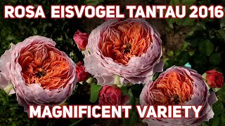 Rosa Eisvogel Tantau, 2016! An exceedingly pretty rose of soft, glowing apricot-pink. screenshot 2