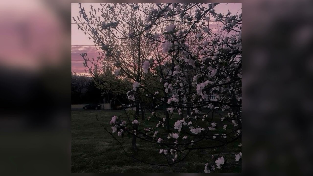 20 lang - orgasmdonor (Reverb)