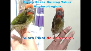 SUARA TAKUR UNGKUT-UNGKUT MEMANGGIL-MANGGIL