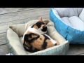 Stray Cat and Two kittens. Watch what Happens!