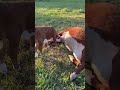 де пан теля пасе Fun Funny Funnymoments Humor де пан теля пасе Fun Funny Funnymoments Humor