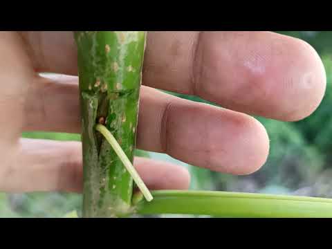 Video: Weeping Cherry Tree Care. Ինչպես տնկել լացող բալի ծառ