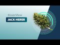 Jack herer  strainview