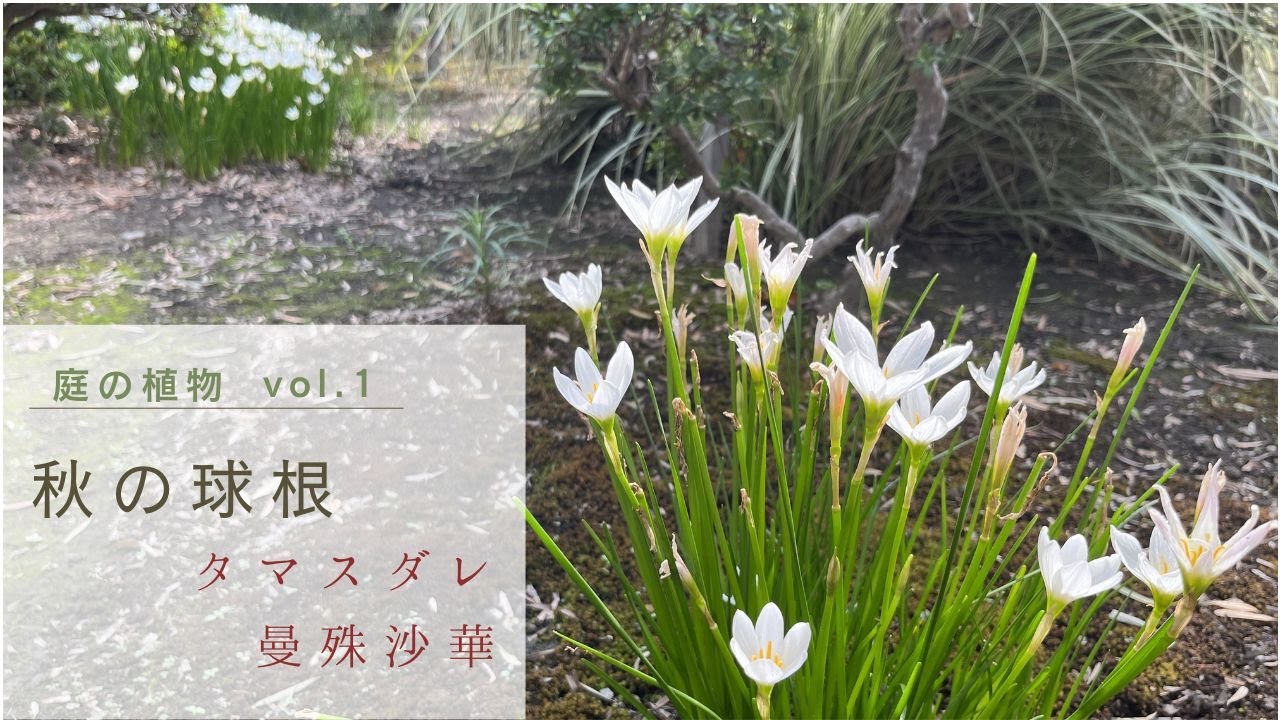 【庭の植物】秋の球根の花 - YouTube