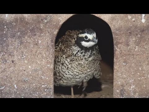 How To Make A Quail Habitat