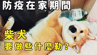 柴犬居家防疫期間都在做什麼？｜柴犬柚醬 醬拔頻道｜ by 柴犬柚醬 醬拔頻道 2,548 views 2 years ago 3 minutes, 32 seconds