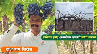 परफेक्ट द्राक्ष ऑक्टोबर छाटणी कशी करावी 🍇 Draksh October Chatni  🍇 Grape October Pruning