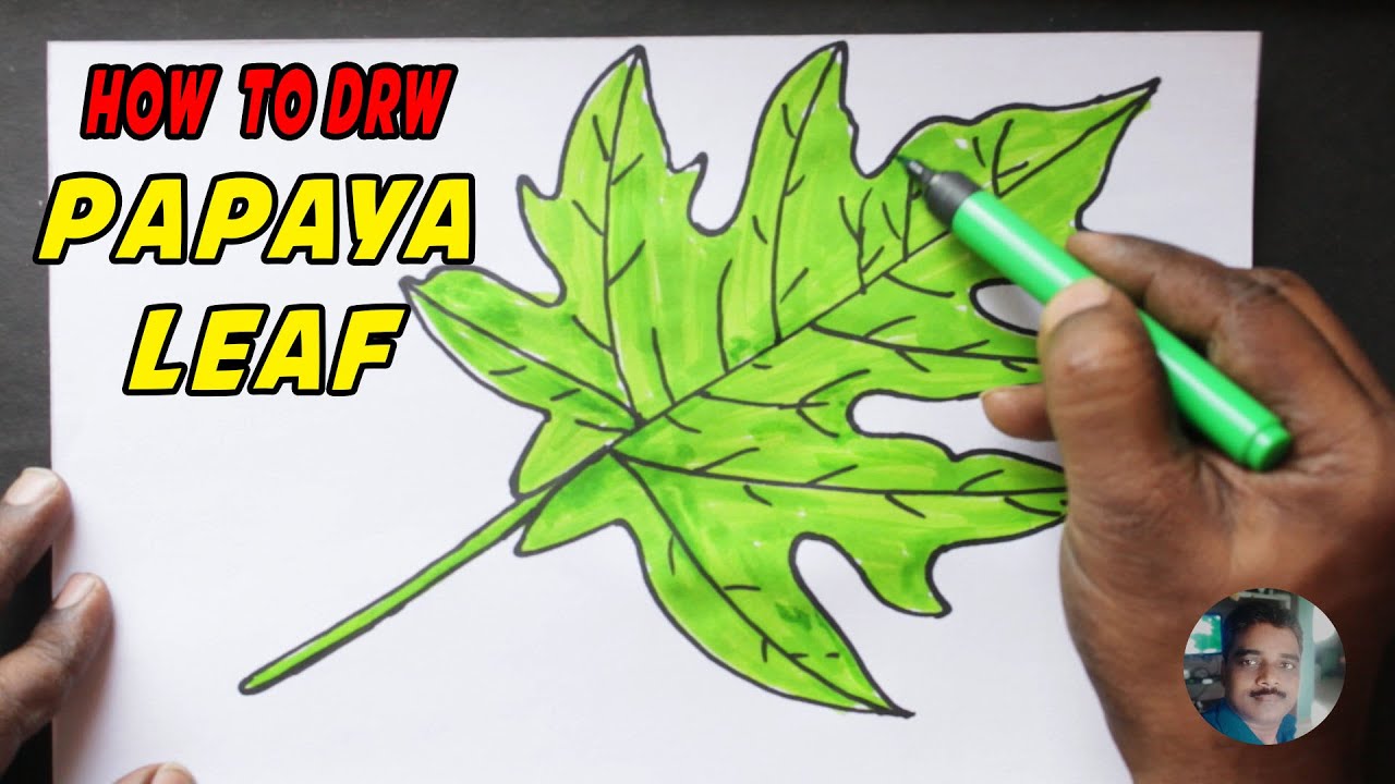 How to draw easy Papaya leaf drawing step by step easy - simple drawing ...