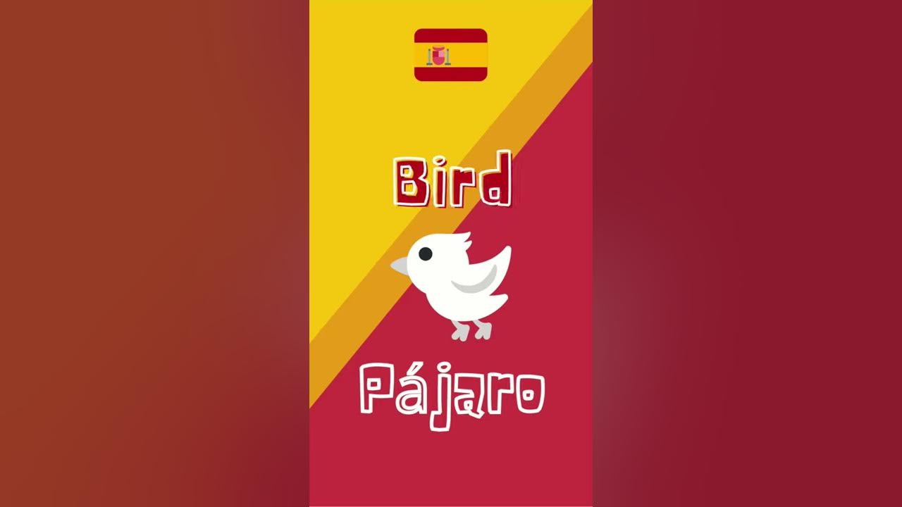 How to say Bird in Spanish Learn Spanish YouTube