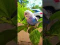 #parrot #talkingparot #birds #lovebird #viral #lovebird#cute #viral #shorts #love #superbparrot