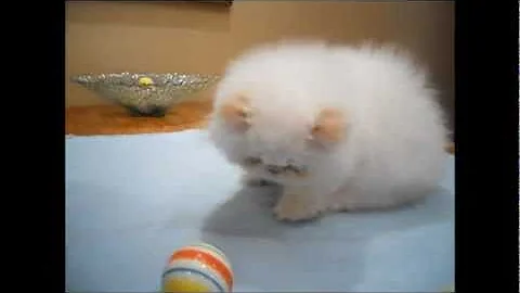 Video 511461: persian himalayan kittens, flame point himalayan persian, male persian himalayan