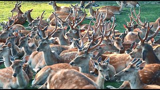 Deer&#39;s gathering 夏の鹿だまり