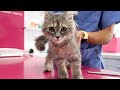 Kitten first vet visit