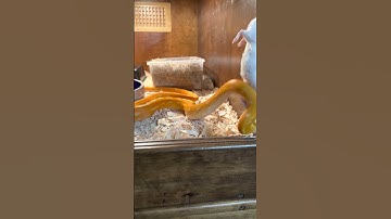 Purple OGS reticulated python