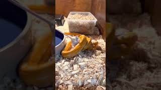 Celebrity Purple OGS reticulated python Profile