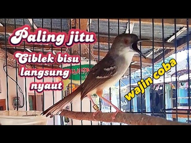 Ciblek kristal gacor plus suara ciblek betina pancingan ciblek bisu dan malas bunyi class=