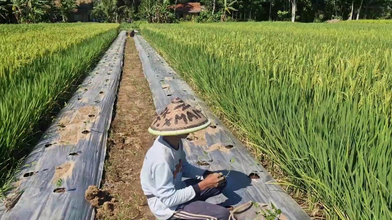 INCREDIBLE HAND PLANTING METHOD FOR CHILI SEEDLINGS ON RAISED BEDS - Agriculture Farming