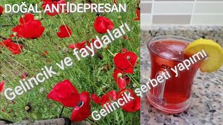 Gelincik Çiçeği Ve Faydaları, Gelincik Şerbeti Nasıl Yapılır, Gelincik Ve Faydaları. Papaver Rhoeas