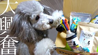 🐶愛犬にプレゼントが届きました！ドギーボックス3月号！【トイプードルのグリィ】【犬】【dog】【toy poodle】