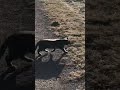 #The civet cat hiked with its owner. It meowed the master and asked the owner to wait for it.