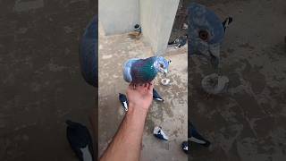 When Wibgs Found Safety a Kabutar Rested on My Hand😍| #pigeon #kabutar #shortvideo #shorts #pigeon