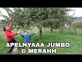 REZEKI NOMPLOK PUNGUT APEL SUPER JUMBO BANYAK & MERAH2 SEMUA DI JERMAN BARENG ANAK BULE 🍎😀