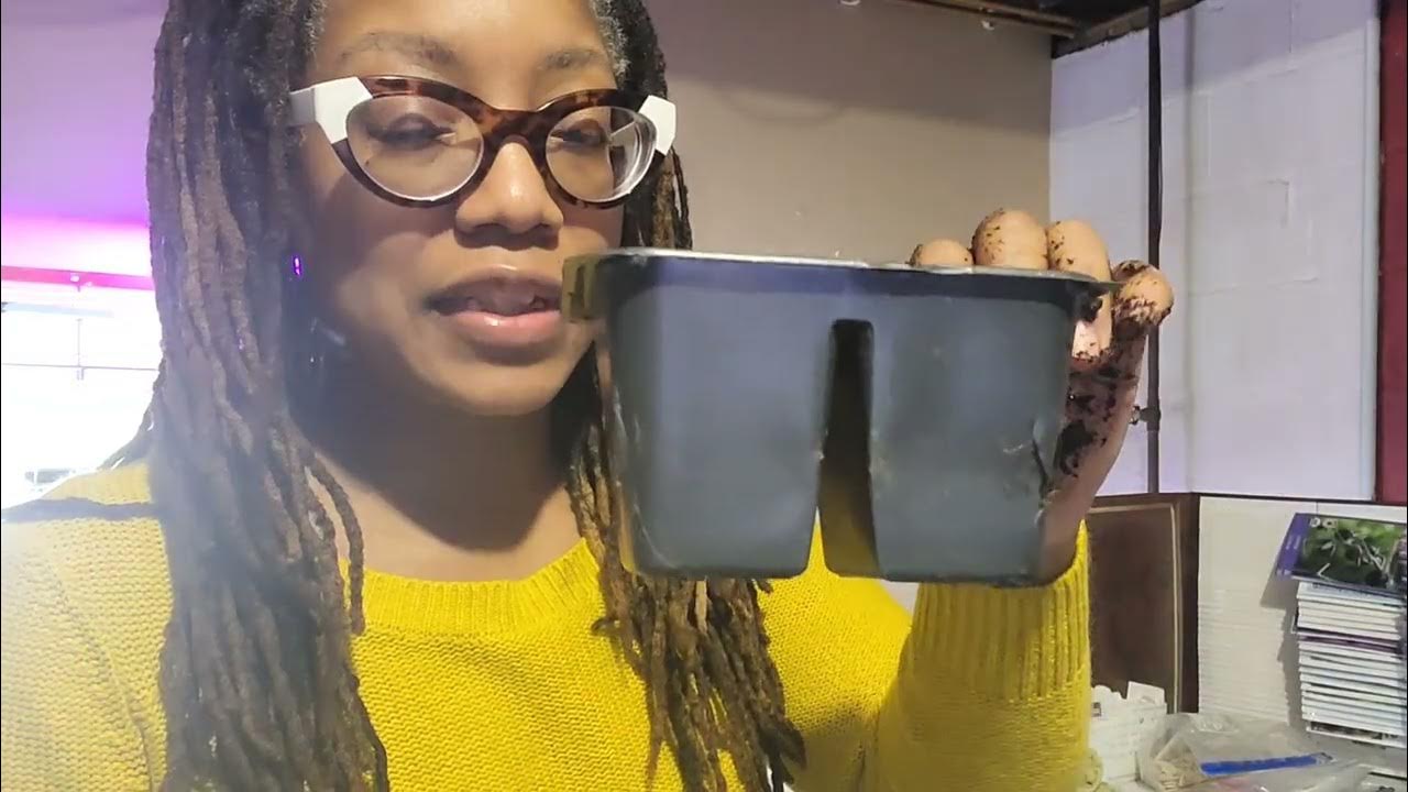 Starting Celery, Onion update, and what's growing under the lights