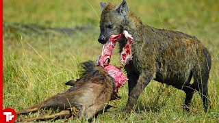 10 Moments When Hyenas Brutally Attack Babies