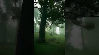 Nature Lover save earth #nature #naturesounds #saveearth #shortsfeed #viral