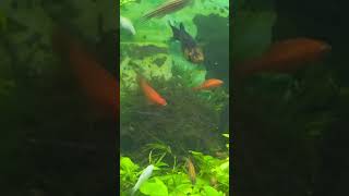 Fish cleaning the algae from the Java moss #fish #moss #ohmyfish