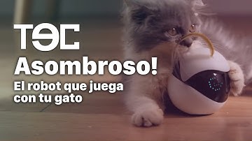 Asombroso! El robot que juega con tu gato