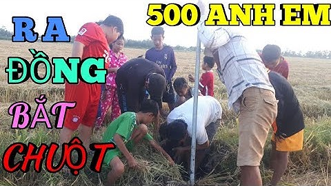 Ra đồng bắt chuột cùng đại gia đình.Catch the mouse.BE STEEN TV.Go to the field to catch mice.