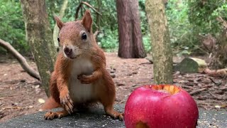 Eichhörnchen Entertainment  Der Nuss Apfel 3  | Squirrel Entertainment  The Nut Apple 3
