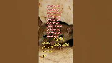 كالعاده الكراغلة السب والفرار حتى سقطوا في واد الزيگو 