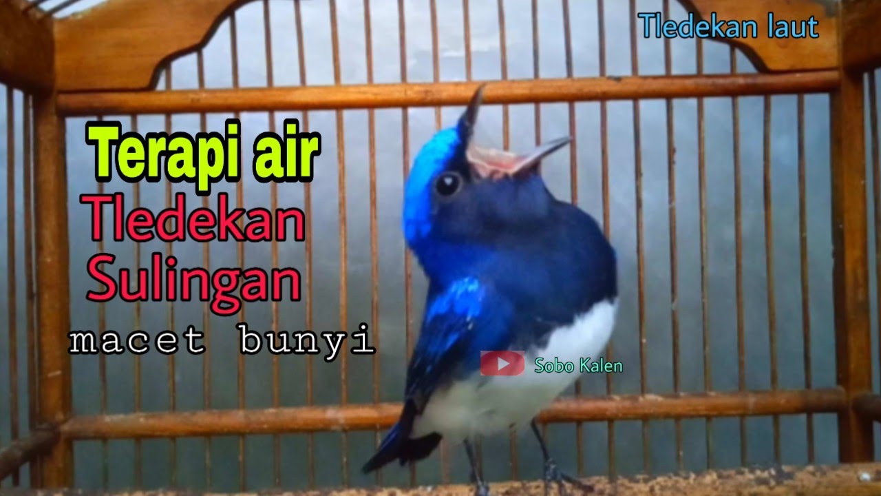 Terapi Tledekan| suara air dan kicau tledekan laut||Bird Therapy|