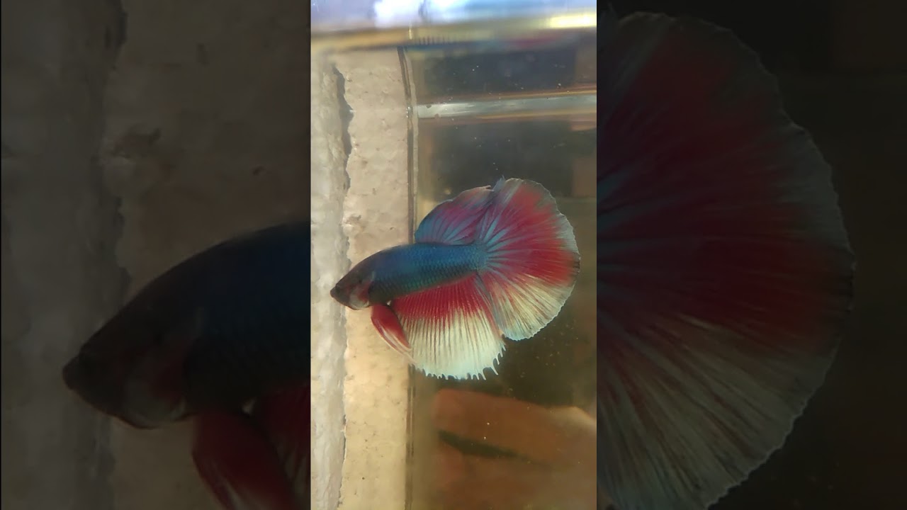 Cupang Halfmoon 