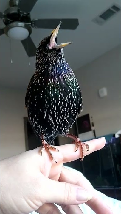 Rude starling. It's a good thing he's cute.  🤣