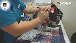 K-Laser Australia - Veterinary - Dog Otitis -