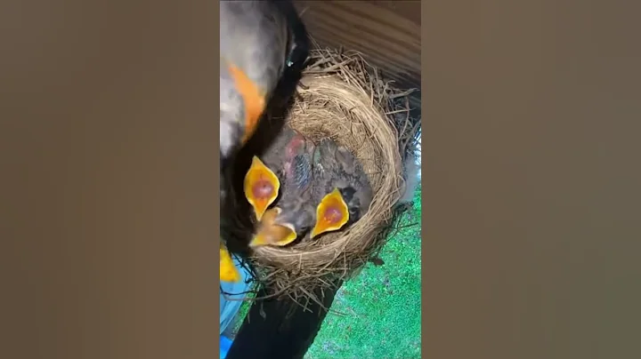 April Robins Eating Cicada!